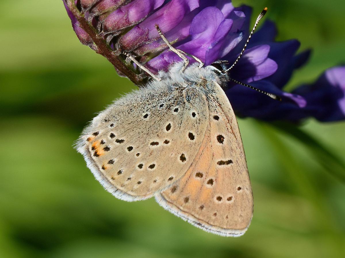 Violettkantad Guldvinge Fotograferad vid Smedstadsdammara Linköping