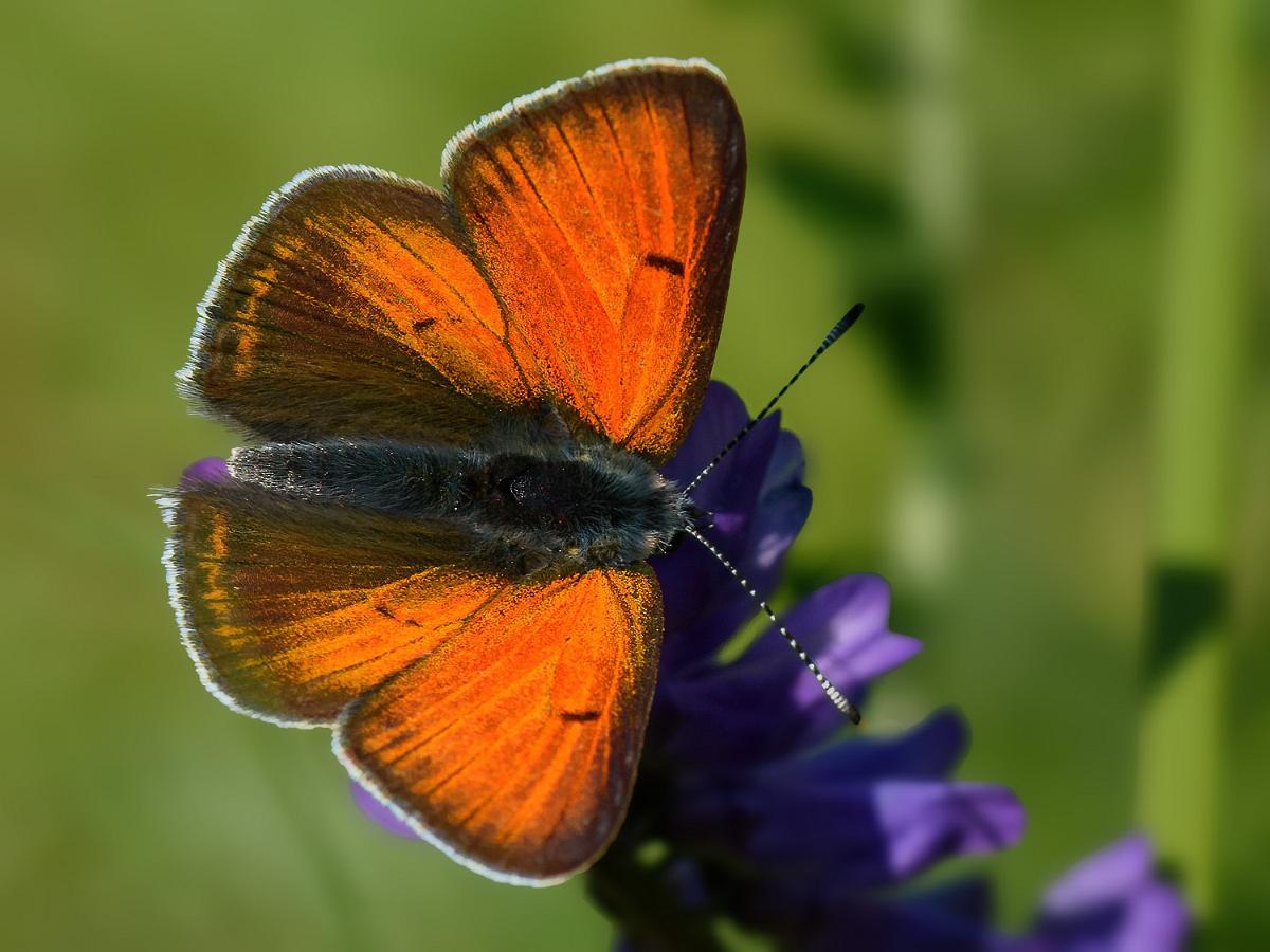 Violettkantad Guldvinge Violettkantad Guldvinge hane fotograferad i Smedstadsdammarna Linköping.