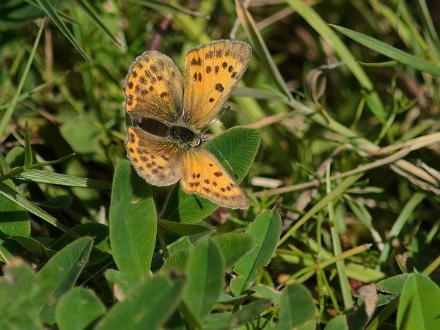 Vitfläckig Gulsdvinge Vitfläckig Gulsdvinge hona i Virserum Småland