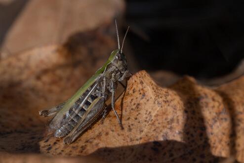 Grön Ängsgräshoppa Fotograferad på Sylten Norrköping