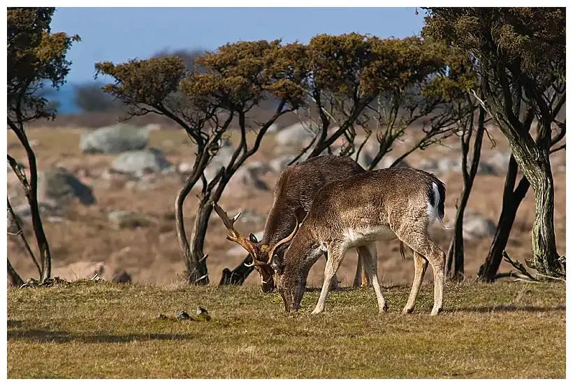 Hjortar på Öland