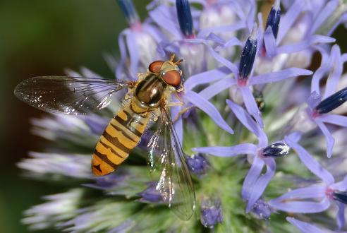 Flyttblomfluga Flyttblomfluga