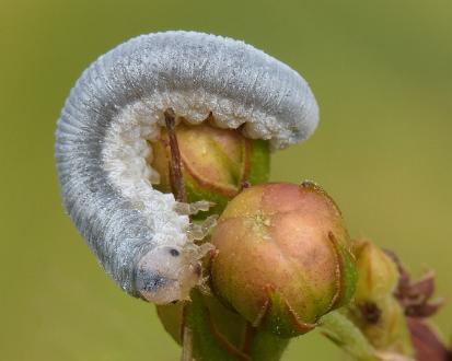 Monostegia abdominalis Monostegia abdominalis larv i Vrinnevi Våtmark Norrköping