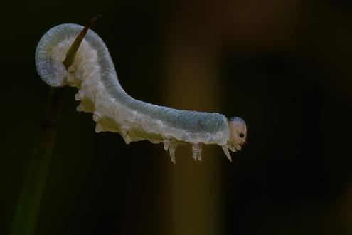 Monostegia abdominalis Monostegia abdominalis larv i Vrinnevi Våtmark Norrköping