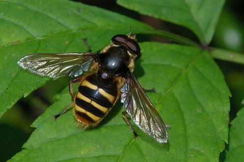 Svart torvblomfluga Svart torvblomfluga i Vrinnevi