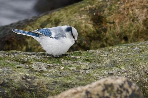 Azurmes Azurmes x Blåmes Grönhögen Öland