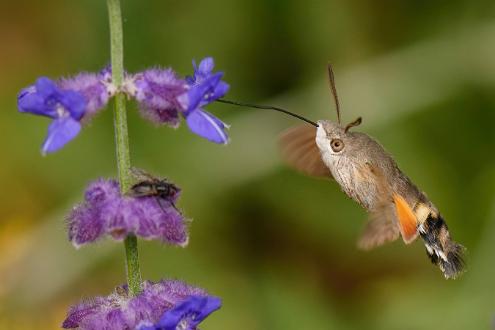 Större dagsvärmare | Macroglossum stellatarum Saltängsgatan vid Strömsholmen