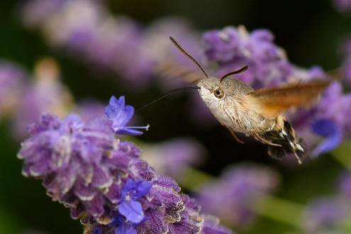 Större dagsvärmare | Macroglossum stellatarum Saltängsgatan vid Strömsholmen