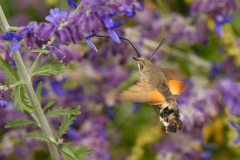 Större dagsvärmare | Macroglossum stellatarum Saltängsgatan vid Strömsholmen