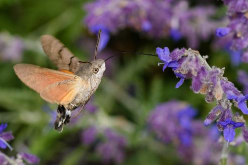 Större dagsvärmare | Macroglossum stellatarum Saltängsgatan vid Strömsholmen