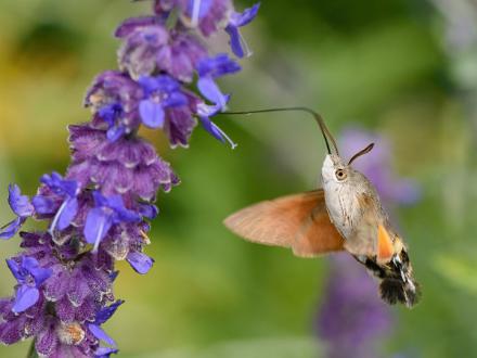 Större dagsvärmare | Macroglossum stellatarum Saltängsgatan vid Strömsholmen