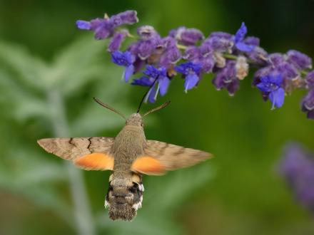 Större dagsvärmare | Macroglossum stellatarum Saltängsgatan vid Strömsholmen