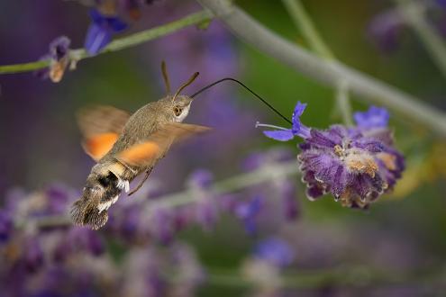 Större dagsvärmare | Macroglossum stellatarum Saltängsgatan vid Strömsholmen