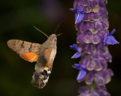 Större dagsvärmare | Macroglossum stellatarum Saltängsgatan vid Strömsholmen