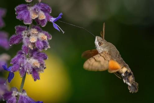 Större dagsvärmare | Macroglossum stellatarum Saltängsgatan vid Strömsholmen