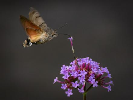 Större dagsvärmare | Macroglossum stellatarum Carl Johans Park Norrköping