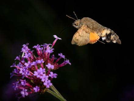 Större dagsvärmare | Macroglossum stellatarum Carl Johans Park Norrköping