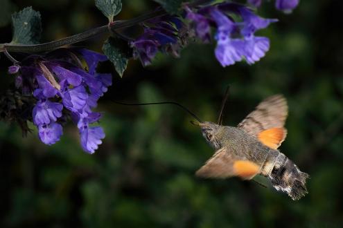 Större dagsvärmare | Macroglossum stellatarum Saltängsgatan vid Strömsholmen