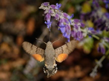 Större dagsvärmare | Macroglossum stellatarum Saltängsgatan vid Strömsholmen