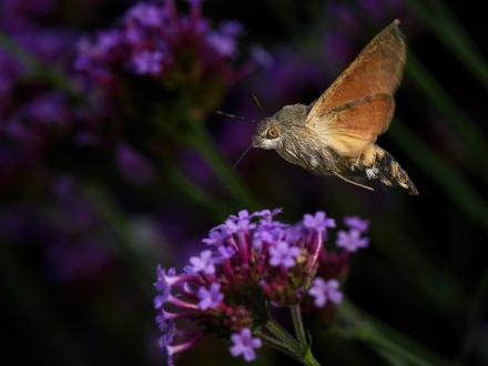 Större dagsvärmare | Macroglossum stellatarum Carl Johans Park Norrköping