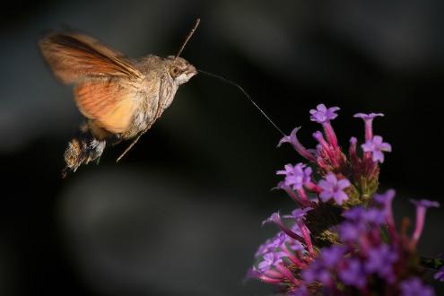 Större dagsvärmare | Macroglossum stellatarum Carl Johans Park Norrköping