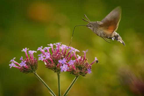 Större dagsvärmare | Macroglossum stellatarum Carl Johans Park Norrköping