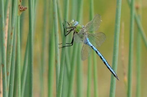 Blå Kejsartrollslända Blå Kejsartrollslända Fotograferad på Öland 20130725