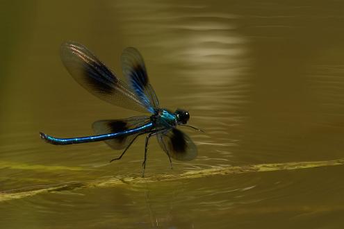 Blåbandad jungfruslända Fotograferad i Ärnestad