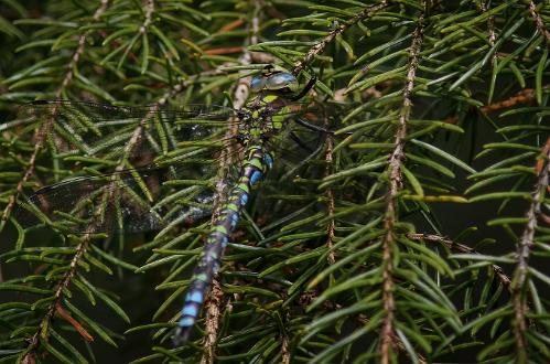 Blågrön Mosaikslända Blågrön Mosaikslända i Virserum Småland