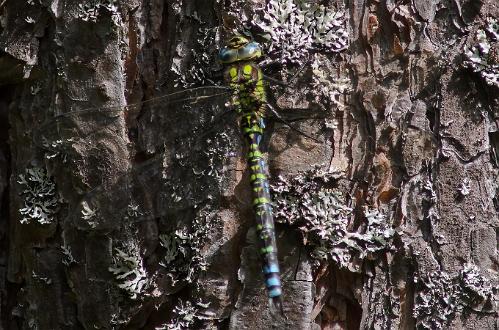 Blågrön Mosaikslända Blågrön Mosaikslända i Virserum Småland