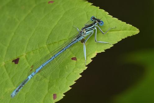 Flodflickslända Solbacka Södermanland