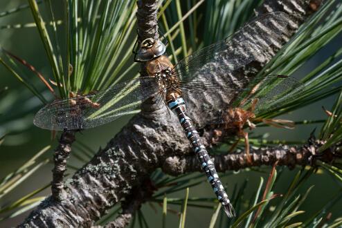 Höstmosaikslända En höstmosaikslända med bara 3 vingar fotograferad i Fiskeby Norrköping.