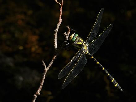 Kungstrollslända Fotograferad vid Torshagsån Åby