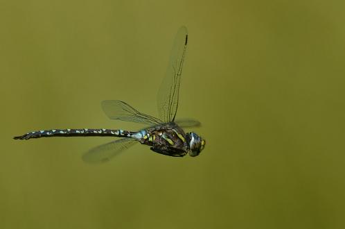 Starrmosaikslända Starrmosaikslända i Kopparholmarna Arkösund