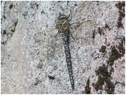 Starrmosaikslända Starrmosaikslända fotograferad i Kårtorp.