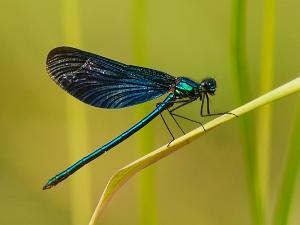 Blå Jungruslända - Calopteryx virgo Bilder på blå jungfruslända är en art i insektsordningen trollsländor som tillhör familjen jungfrusländor.