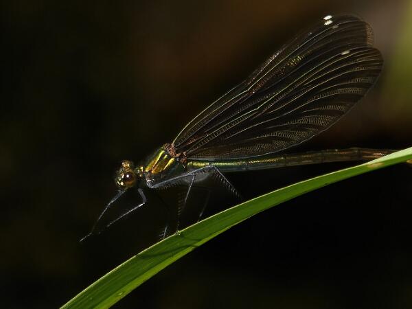 Blå Jungruslända - Calopteryx virgo Bilder på blå jungfruslända är en art i insektsordningen trollsländor som tillhör familjen jungfrusländor.