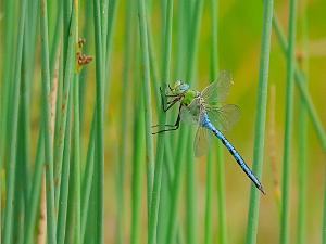 Blå Kejsartrollslända - Anax imperator Bilder på blå kejsartrollslända är en trollslända tillhörande familjen Aeshnidae (Mosaiktrollsländor)..