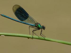 Blåbandad Jungruslända - Calopteryx splendens Bilder på blåbandad jungfruslända. är en art i insektsordningen trollsländor som tillhör familjen jungfrusländor.