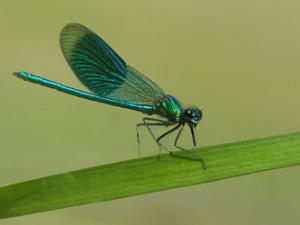 Blåbandad Jungruslända - Calopteryx splendens Bilder på blåbandad jungfruslända. är en art i insektsordningen trollsländor som tillhör familjen jungfrusländor.