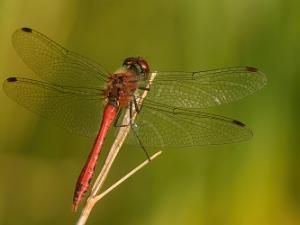 Blodröd Ängstrollslända - Sympetrum sanguineum Bilder på blodröd ängstrollslända är en art i insektsordningen trollsländor som tillhör familjen segeltrollsländor.