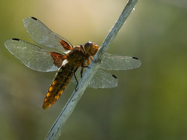 Bred Trollslända - Libellula depressa Bilder på bred trollslända är en art i insektsordningen trollsländor som tillhör familjen segeltrollsländor..