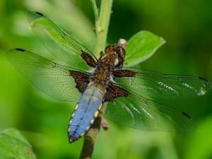 Bred Trollslända - Libellula depressa Bilder på bred trollslända är en art i insektsordningen trollsländor som tillhör familjen segeltrollsländor..