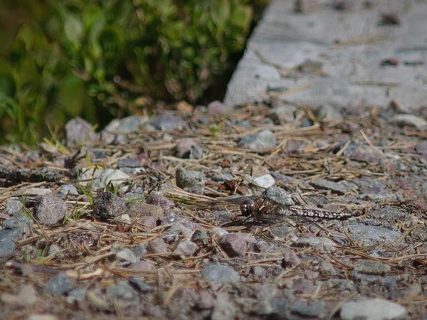 Fjällmosaikslända - Aeshna caerulea Bilder på fjällmosaikslända ) är en art i insektsordningen trollsländor som tillhör familjen mosaiktrollsländor.