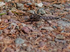 Fjällmosaikslända - Aeshna caerulea Bilder på fjällmosaikslända ) är en art i insektsordningen trollsländor som tillhör familjen mosaiktrollsländor.