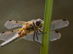 Fyrfläckad Trollslända - Libellula quadrimaculata Bilder på fyrfläckad trollslända är en art i insektsordningen trollsländor som tillhör familjen segeltrollsländor.