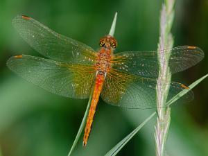 Gulfläckad Ängstrollslända - Sympetrum flaveolum Bilder på gulfläckad ängstrollslända är en art i insektsordningen trollsländor som tillhör familjen segeltrollsländor.