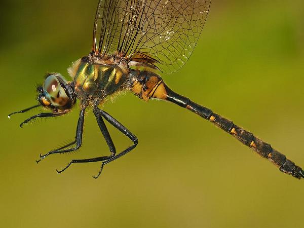 Gulfläckad Glanstrollslända - Somatochlora flavomaculata Bilder på gulfläckad glanstrollslända även kallad gulfläckig glanstrollslända[1] är en art i insektsordningen...
