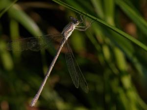 Kraftig Smaragdflickslända - Lestes dryas Bilder på kraftigt Smaragdflickslända är en art i insektsordningen trollsländor som tillhör familjen glansflicksländor.