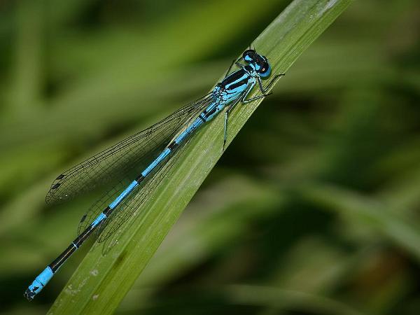 Ljus Lyrflickslända - Coenagrion puella Bilder på ljus lyrflickslända, även kallad ljus u-flickslända, är en art i insektsordningen trollsländor som tillhör...